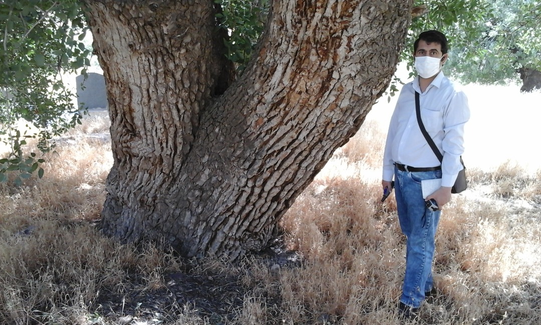 احترام ویژه اهالی منامین به درختان کهن‌سال ثبت‌شده